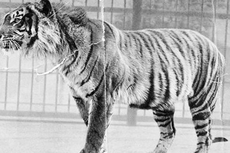 Harimau Jawa. Batavia sebelum bangsa Eropa datang adalah hutan belantara yang dihuni banyak hewan liar, salah satunya harimau. Foto: Instagram@harimau.jawa